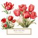 Elegant Watercolor Red and White Tulip Bouquet for DIY Crafts, watercolor tulip clipart, spring floral graphics, red and white flowers, diy crafts digital resource, nature art design,1542794104