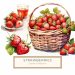 Vivid Watercolor Strawberry Illustration Clipart - Perfect for Crafts, watercolor strawberry, fruit clipart, DIY crafts, card making, digital illustration,1543160862