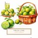 Vibrant Watercolor Limes Illustration - Citrus Digital Wall Art & Clipart, watercolor lime, citrus clipart, lime wall art, tropical digital print, summer themes,1555681967