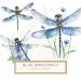 Watercolor Dragonfly Illustration – Elegant Clipart for DIY Crafts, watercolor dragonfly, blue dragonfly art, nature clipart, DIY crafts, elegant stationery,1573561336