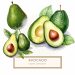 Watercolor Avocado Basket Clipart for DIY Projects and Crafts, Avocado Clipart, Watercolor Digital Art, Rustic Basket Illustration, DIY Crafting Supplies, Kitchen Decor Graphics,1585822397