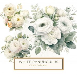 Elegant White Ranunculus Watercolor Clipart for DIY Projects, white ranunculus, watercolor clipart, floral design, DIY crafts, wedding stationery,1637034208