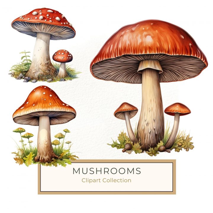 Watercolor Woodland Mushroom Clipart with Transparent Background, mushroom clipart, watercolor clipart, woodland design, nature graphics, toadstool art,1660517587