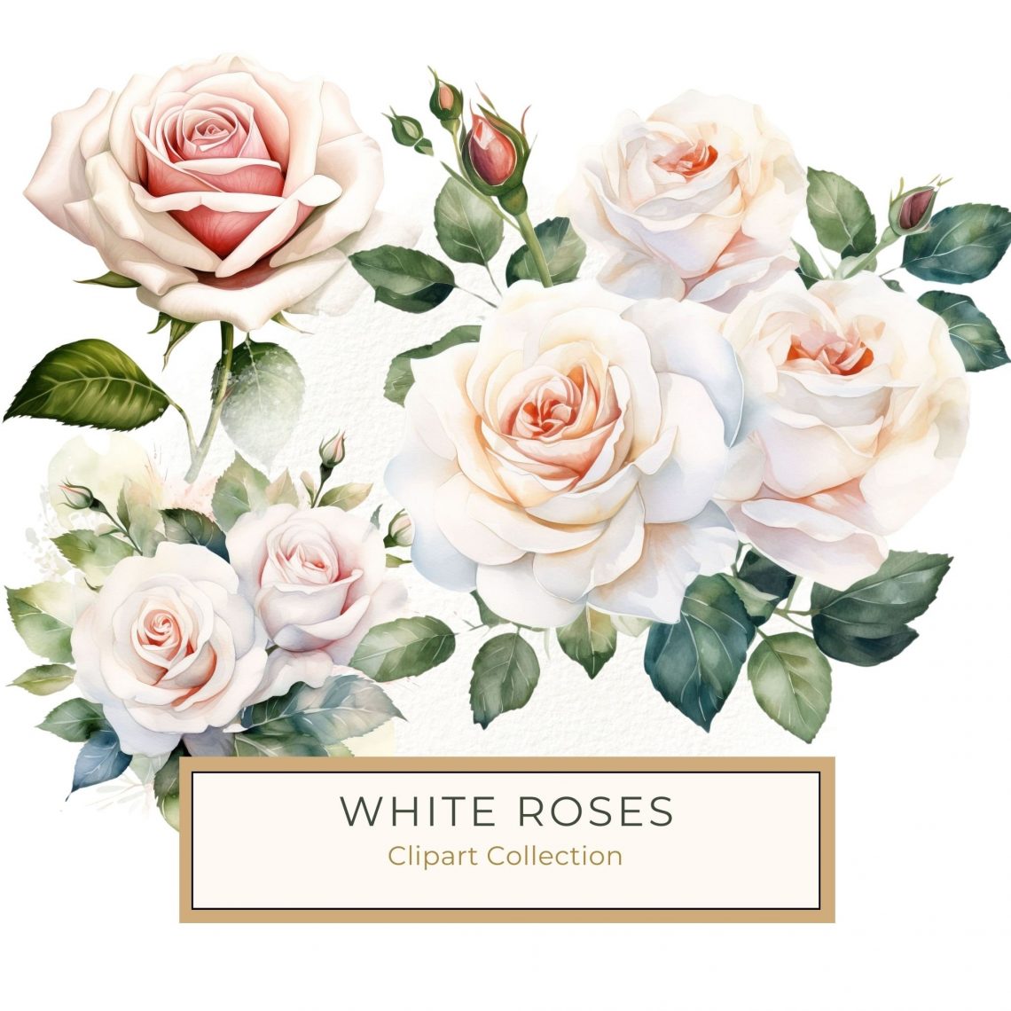 Elegant White Roses Watercolor Clipart for DIY Craft Projects, watercolor roses, white roses clipart, floral artwork, DIY crafts, wedding invitations,1557064223