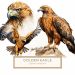 Majestic Watercolor Golden Eagle Illustration for Craft Projects, watercolor eagle, golden eagle art, nature illustration, wildlife clipart, rustic DIY crafts,1652579909