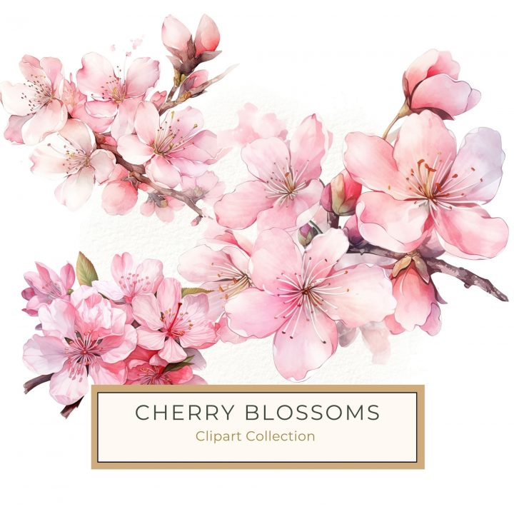 Watercolor Cherry Blossom Illustration for Crafting and Design, watercolor cherry blossom, pink floral clipart, elegant floral design, cherry blossom digital art, watercolor flowers,1638246198